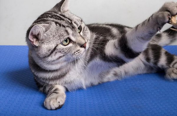 美短眼睛什么颜色的好看