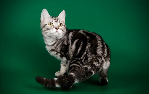 美短眼睛什么颜色的好看