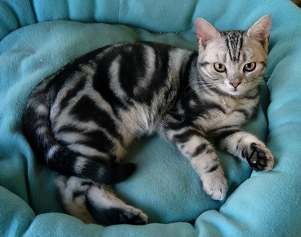 美短眼睛什么颜色的好看