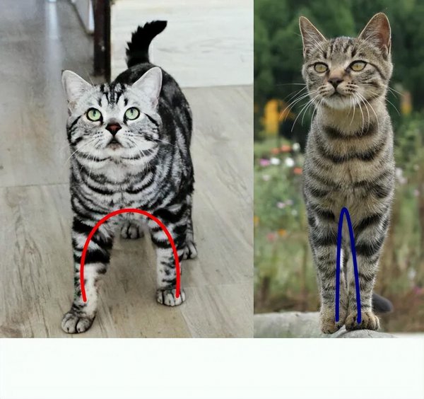 美短眼睛什么颜色的好看