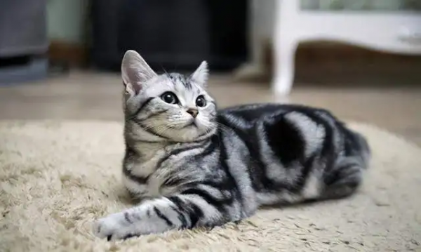 美短眼睛什么颜色的好看