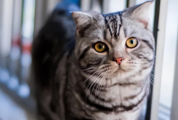 美短眼睛什么颜色的好看