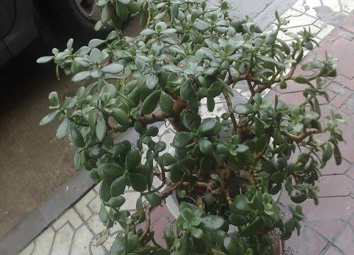 八宝树怎么剪枝