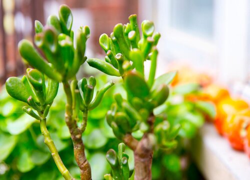 八宝树怎么剪枝