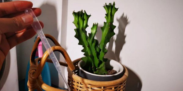 自制蔬菜杀虫剂配方