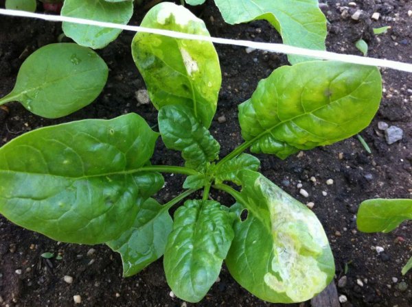 自制蔬菜杀虫剂配方