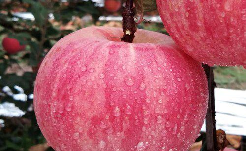 平安夜吃苹果的寓意含义