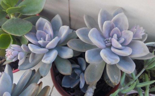 多肉植物夏天怎么养护出状态