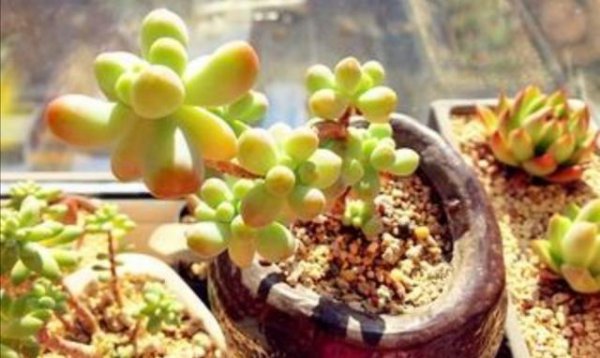 多肉植物夏天怎么养护出状态