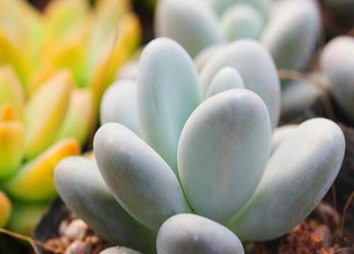 多肉植物夏天怎么养护出状态