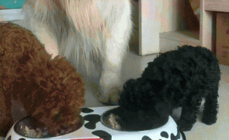 刚出生的小狗怎么喂养