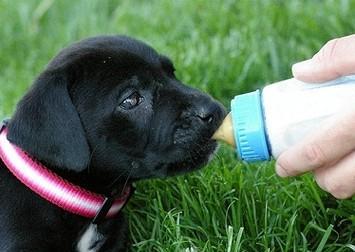 刚出生的小狗怎么喂养