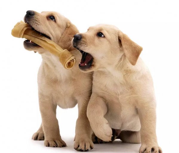 刚出生的小狗怎么喂养