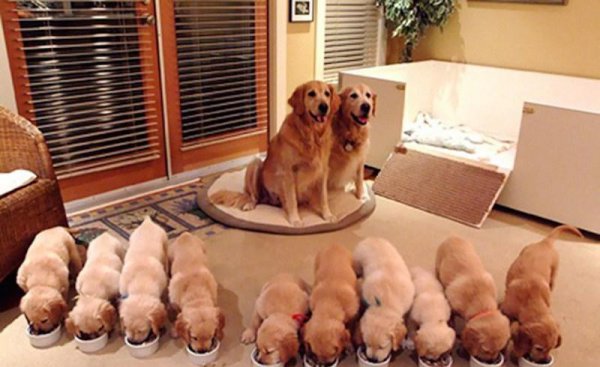 刚出生的小狗怎么喂养