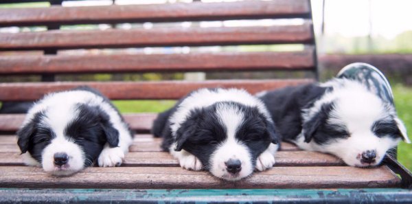 刚出生的小狗怎么喂养