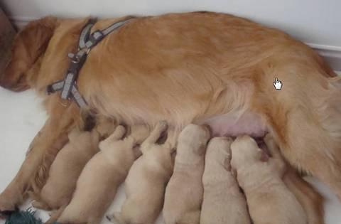 刚出生的小狗怎么喂养