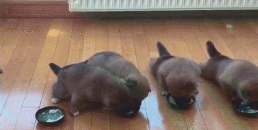 刚出生的小狗怎么喂养