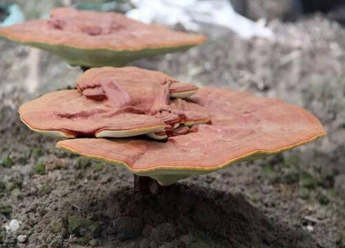 灵芝的功效与作用及食用方法