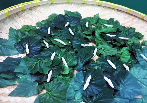 如何养蚕宝宝才能活得更长