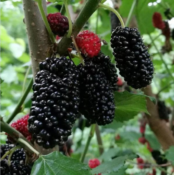 如何养蚕宝宝才能活得更长