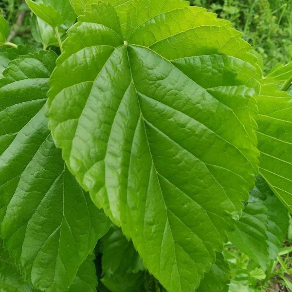 如何养蚕宝宝才能活得更长