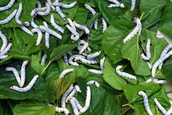 如何养蚕宝宝才能活得更长