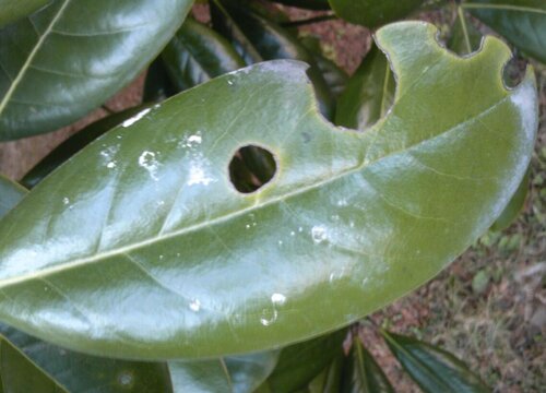 广玉兰病虫害防治技术与方法措施