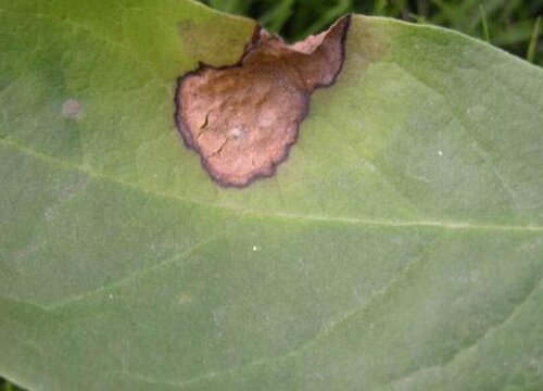 广玉兰病虫害防治技术与方法措施