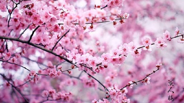 梅花十大稀有品种之首