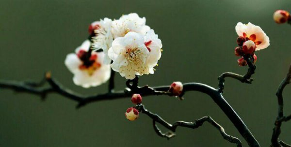 梅花十大稀有品种之首