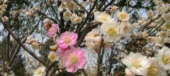 梅花十大稀有品种之首