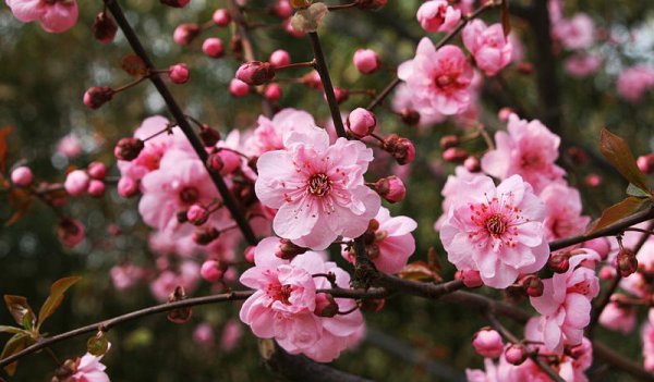 梅花十大稀有品种之首