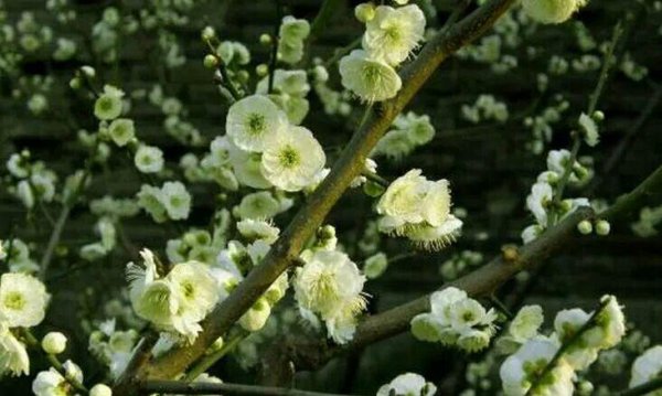 梅花十大稀有品种之首