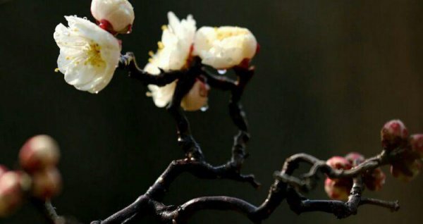 梅花十大稀有品种之首