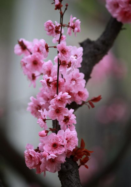 梅花十大稀有品种之首