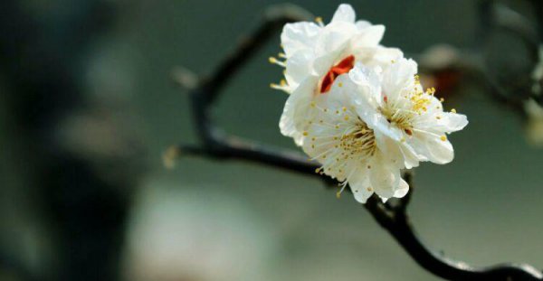 梅花十大稀有品种之首