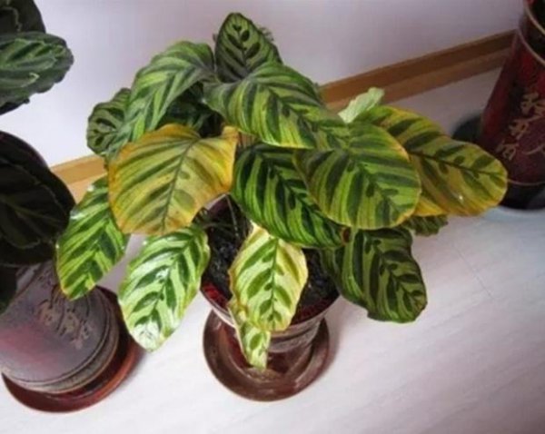 孔雀竹芋叶子卷边干枯是什么原因