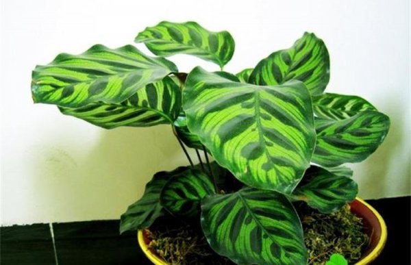 孔雀竹芋叶子卷边干枯是什么原因