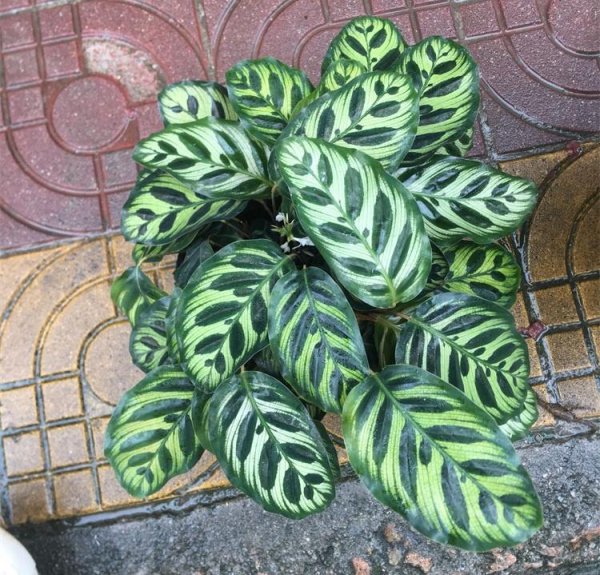 孔雀竹芋叶子卷边干枯是什么原因