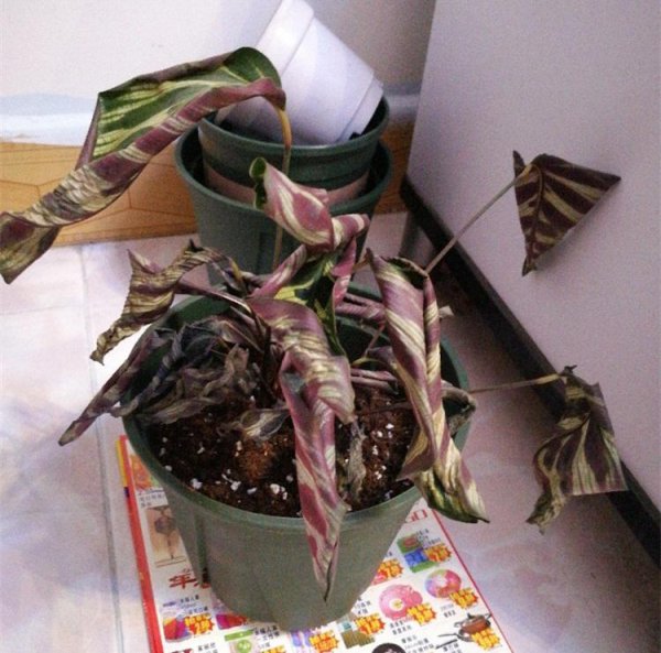 孔雀竹芋叶子卷边干枯是什么原因