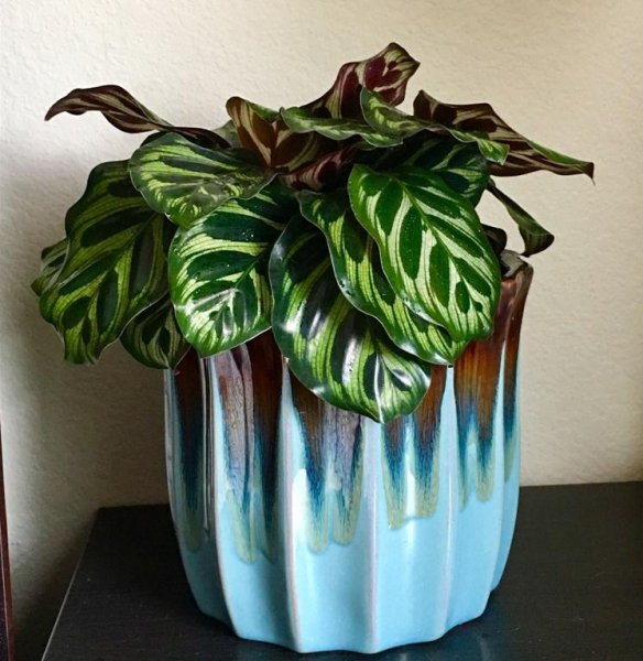 孔雀竹芋叶子卷边干枯是什么原因