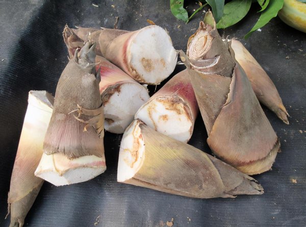 春笋和冬笋的区别在哪里