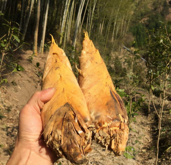 春笋和冬笋的区别在哪里