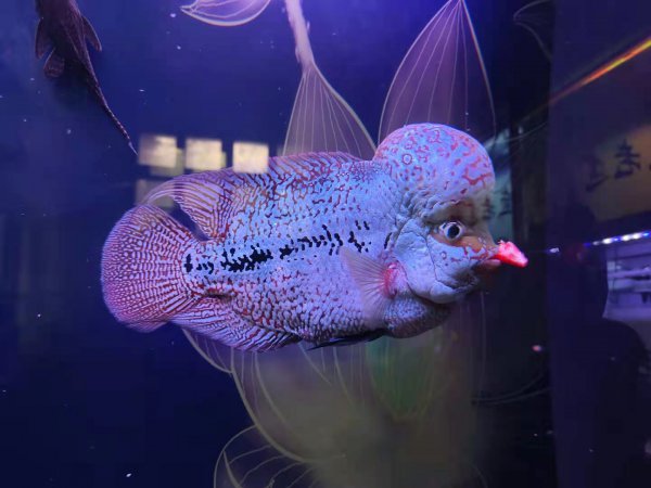 不用换水的鱼缸是什么