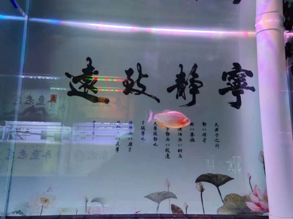 不用换水的鱼缸是什么