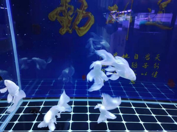 不用换水的鱼缸是什么