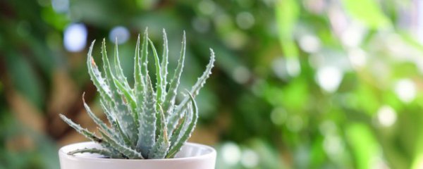 春节家里摆什么盆景好