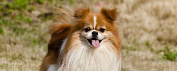 狗狗吃多了面包会怎样