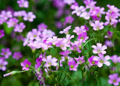 酢浆草休眠时间 酢浆草什么时候休眠