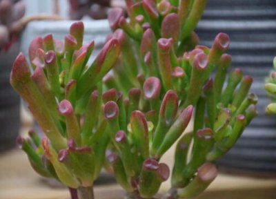 多肉吸财树的养殖方法 多肉吸财树的养殖方法和注意事项